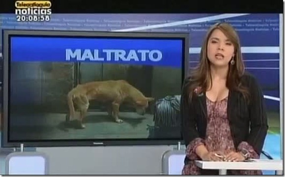 maltrato animal barrio la almería medellín