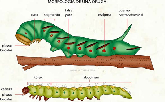 oruga