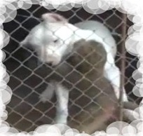 perra_dogo_y_monito_Pupé-