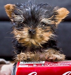 TERRIER MEYSI