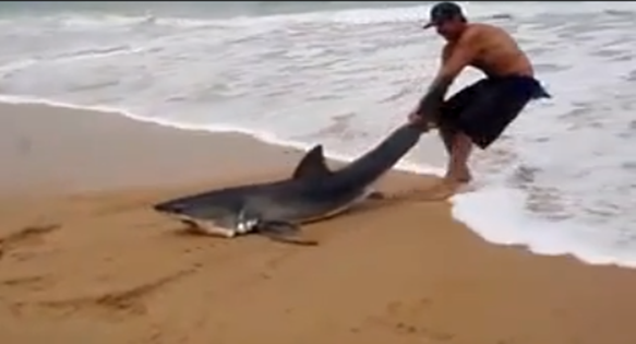 TIBURÓN_BLANCO_ENCALLADO