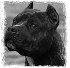 american-staffordshire-terrier