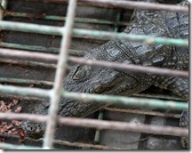 gaza-crocodile