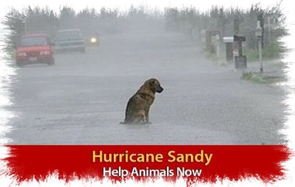 h sandy