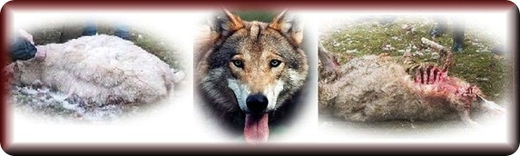 lobo