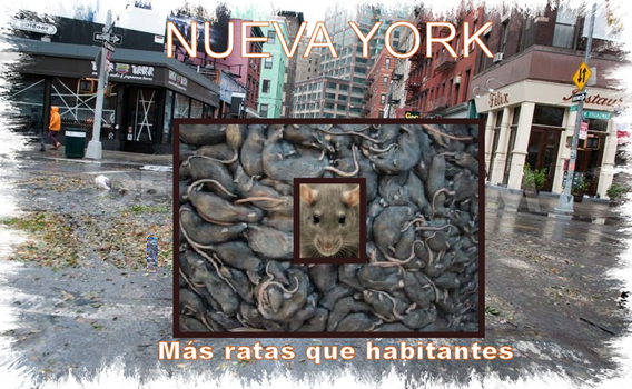 n_york)