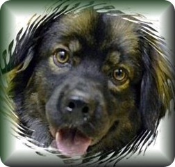 perro_chevrolet_silverado-