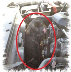 perro chevrolet silverado