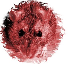 rata3