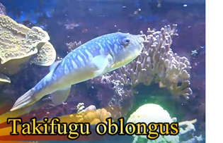 takifugu_oblongus