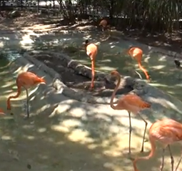 zoo_de_barranquilla