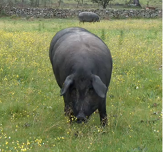 CERDO_IBÉRICO