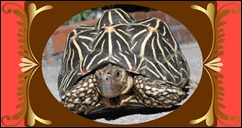 Indian-star-shaped-tortoise1