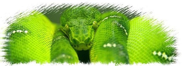 Morelia viridis