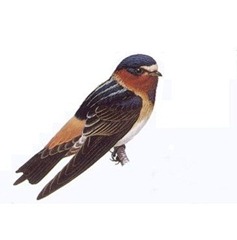Petrochelidon pyrrhonota