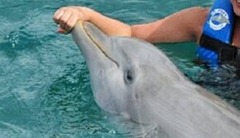 delfin1