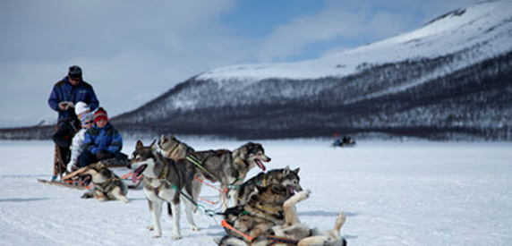 husky_safari_harriniva