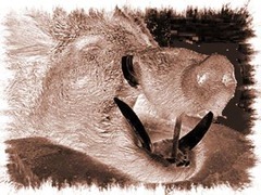 jabali2