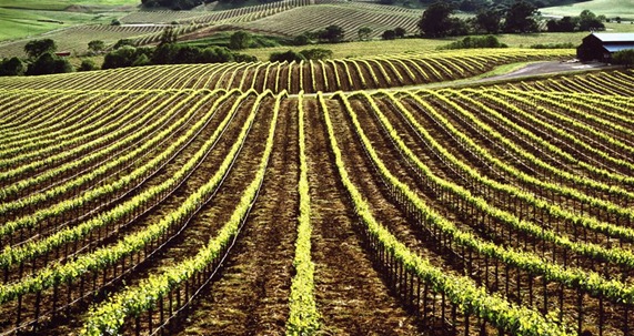sonoma-