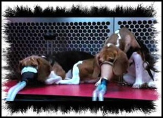 Beagles-ProtestHLS