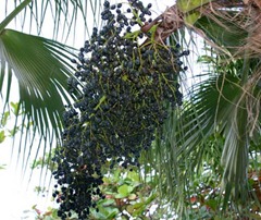 Racimo de la Palma Manaca
