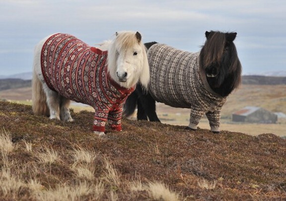 Shetland-Ponies-in-Cardigans-1