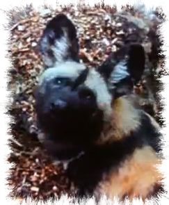 african_wild_dog