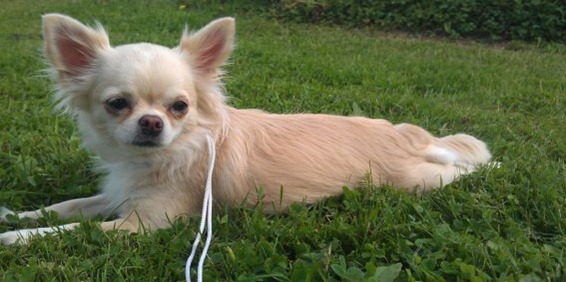 chihuahua Wilja