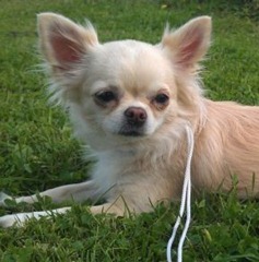 chihuahua Wilja-