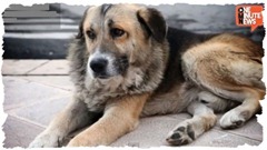 ciccio1--