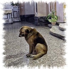 ciccio-2
