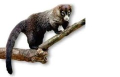 coatí