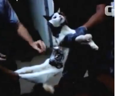 gato_mensajero