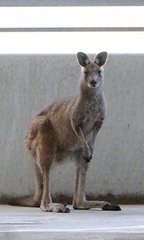 kangaroo-at-melbourne-airport