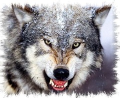 lobo-1
