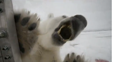 oso_svalbard