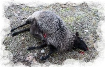 oveja atacada por lobo en skåne