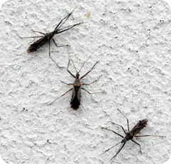 parecidos a mosquitos pero más grandes  - no son tipúlidos
