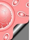 sperma