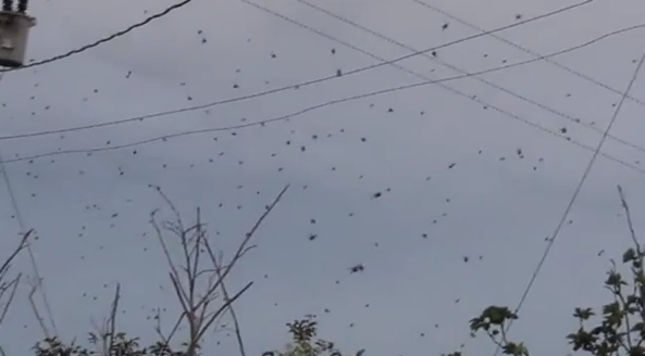 CHUVA_DE_ARANHAS_Santo_Antônio_Da_Platina_-_Paraná_(Brazil)