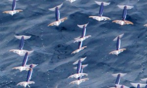 Flying_Squids