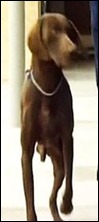 OSCAR1