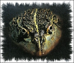 RANA Bild1-