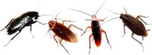 cucarachas
