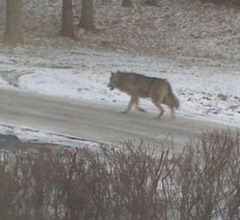 el lobo de gotemburgo (göteborgsvargen) en särö foto alexander gasparini