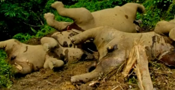 endangered_pygmy_elephants_die_from_suspected_poisoning
