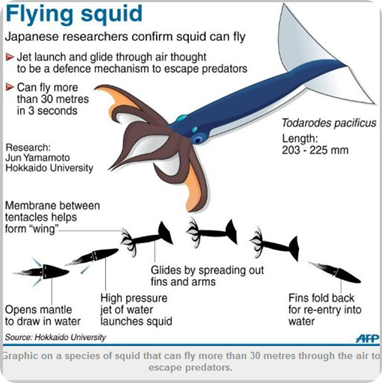 flying_squid-