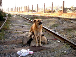 perro abandonado