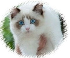 ragdoll_
