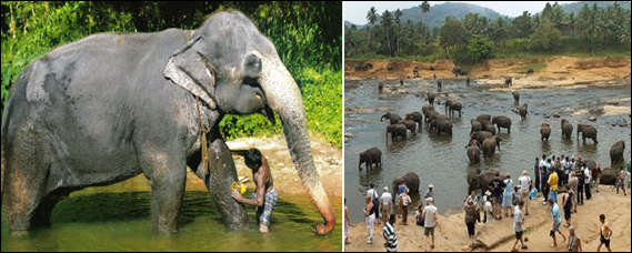 PINNAWALA_ELEPHANT_ORPHANAGE